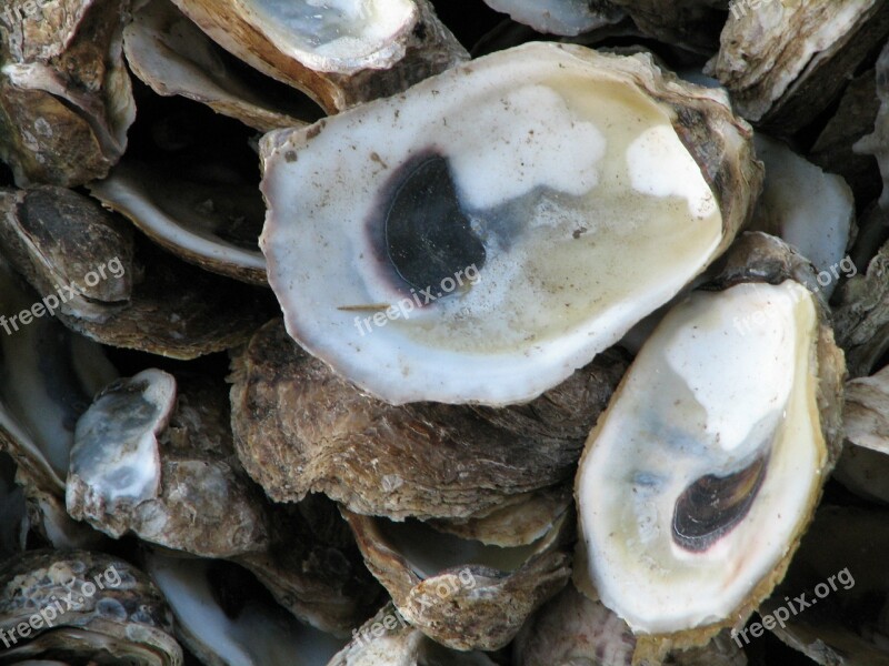 Oysters Shells Sea Life Free Photos