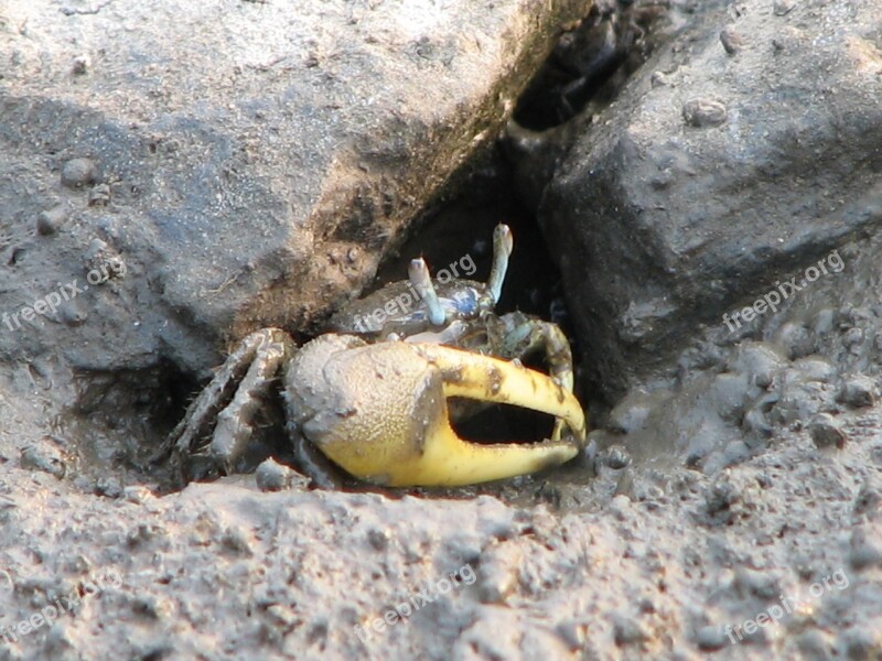 Fiddler Crab Crab Beach Free Photos