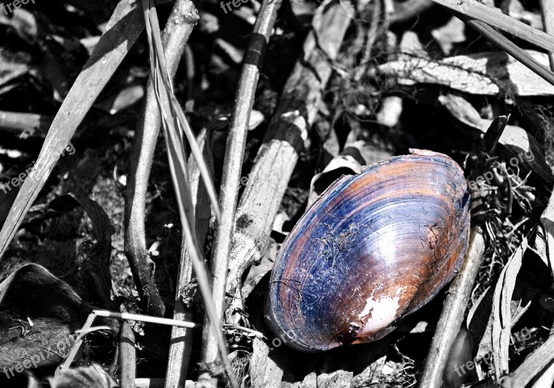 Shells Dead Shells Snails Fossil Fossilized