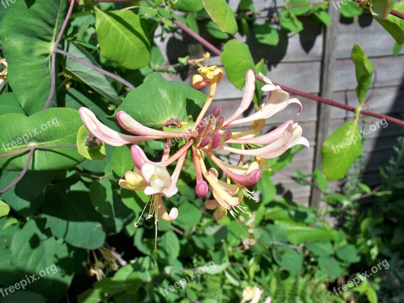 Honeysuckle Sweet Flower Trumpets Petals