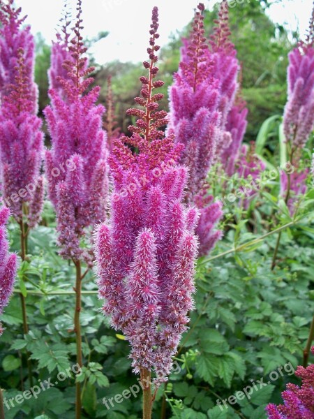 False Goat's Beard Flower False Spirea Pink Astible