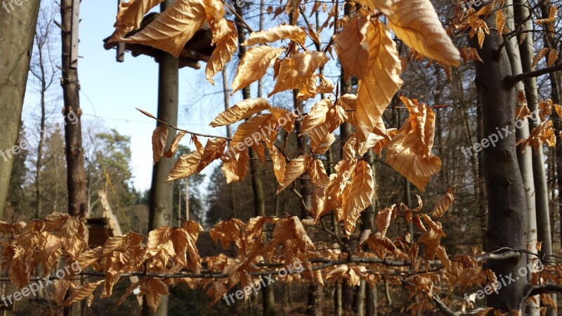 Leaves Colorful Autumn Trees Sheet Rain