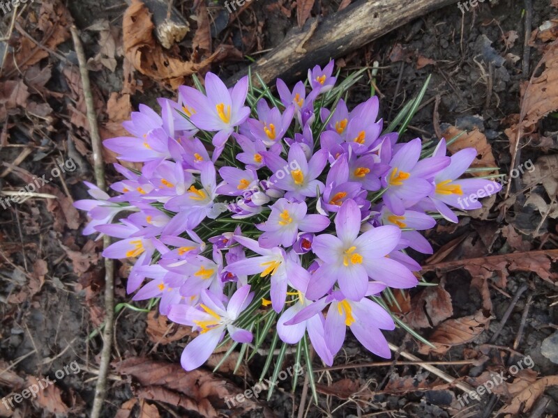 Crocuses Crocus Spring Bloom Blooms