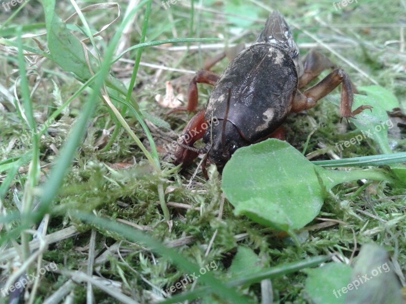 Turkuć Podjadek Insect Pest Nature