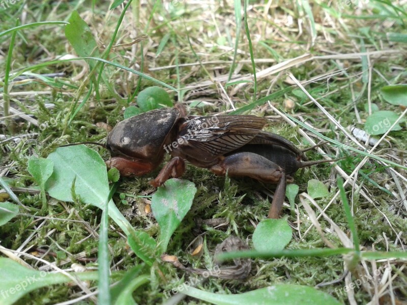 Turkuć Podjadek Nature Insect Pest