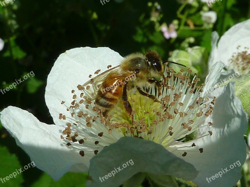 Bee Honey Bee Wings Bees Insect