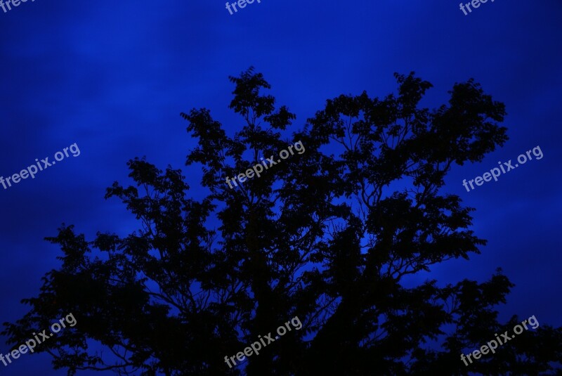 Tree Night Long Exposure Blue Silhouette