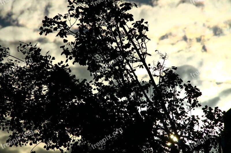 Shadow Tree Shadows Sky Tree Shadow