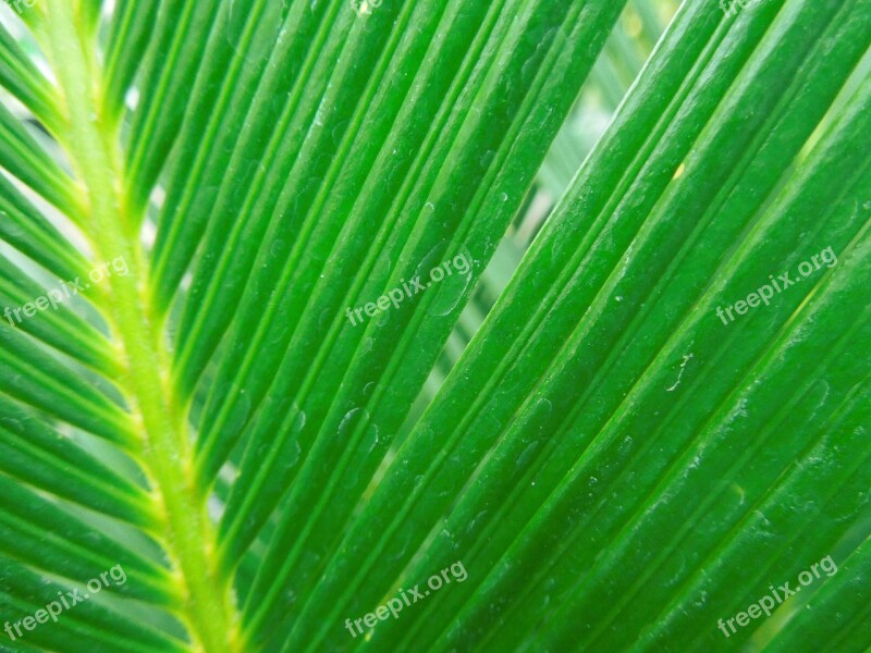 Leaf Green Nature Cycas Free Photos