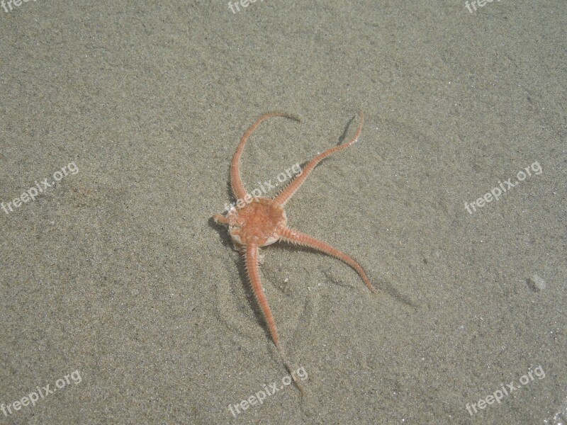 Sea Star Sea Sand Nature Animal