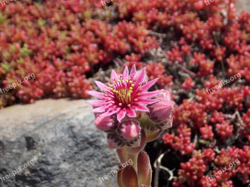 Stone Garden Flower Spring Bloom Ornamental Plants