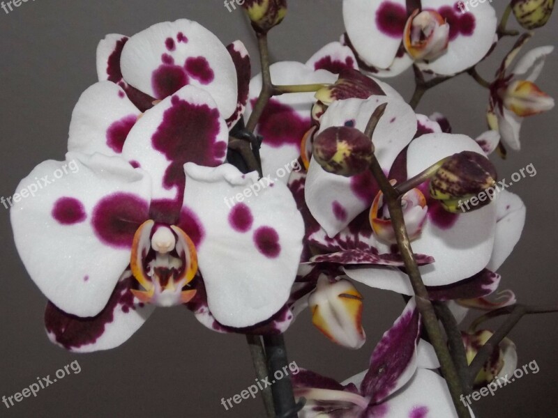 Orchid Flower White Violet Plant Free Photos