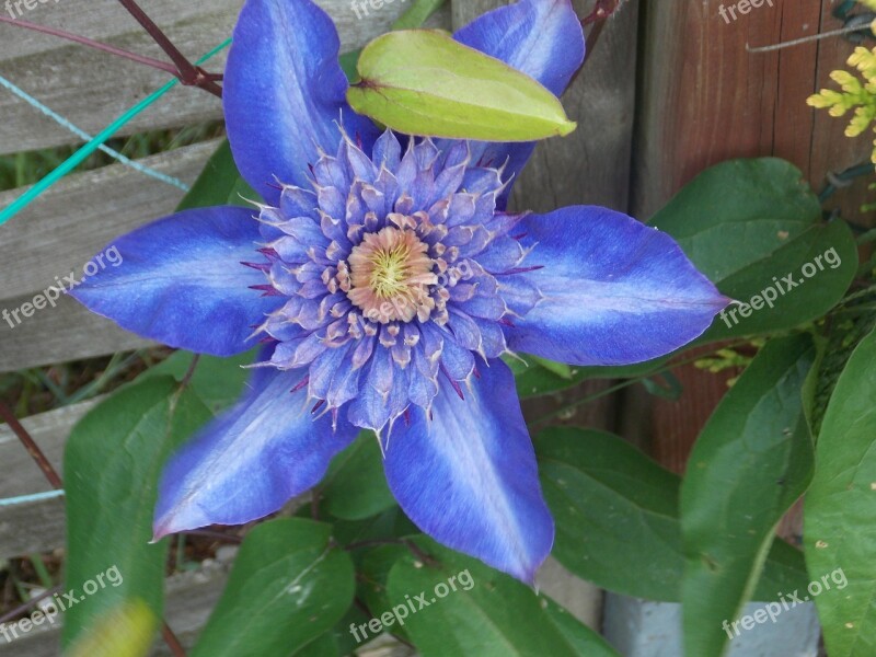 Clematis Plant Flower Blue Free Photos