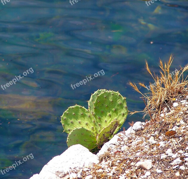 Cactus Rock Sea Water Free Photos