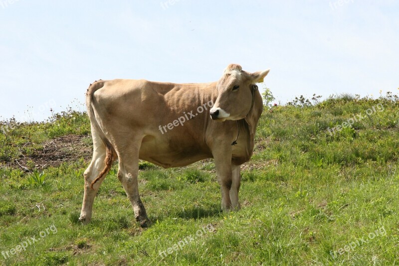 Cow Review Cattle Beef Pasture