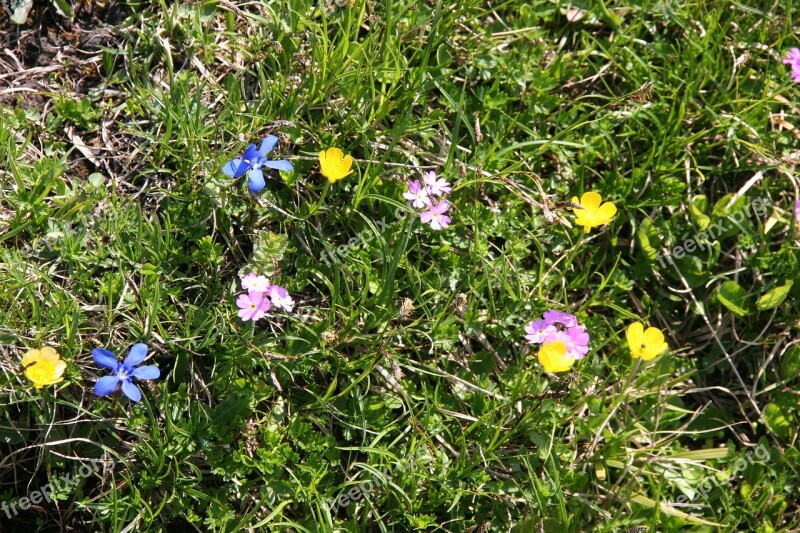 Mountain Flowers Flower Alpine Meadow Free Photos