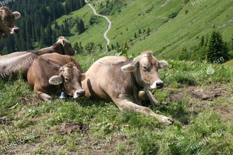 Cows Alm Alpine Meadow Brown Free Photos