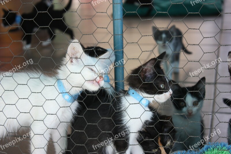 Kitten Kennel Cats Feline Kitty