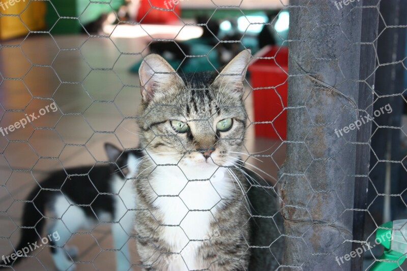 Cat Kennel Cute Cat Cat's Eyes Animals