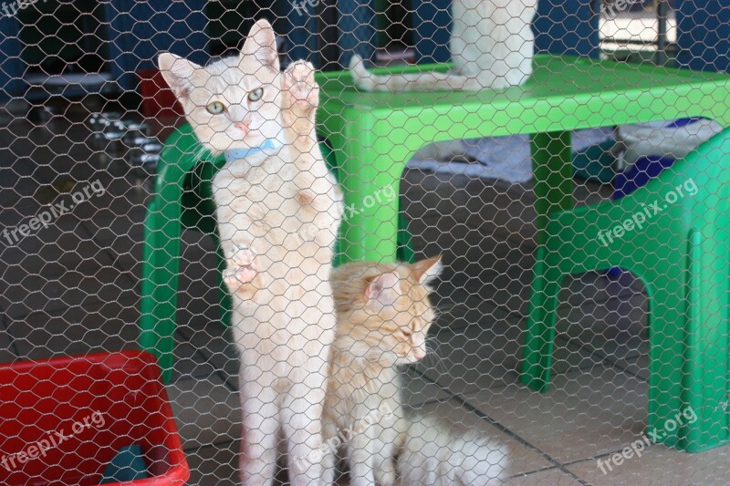 Cat Kennel Cute Cat Animal Cat's Eyes