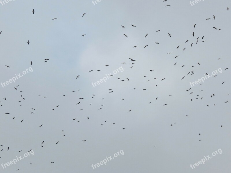 Cranes Sky Bird Overcast Sky A Flock Of