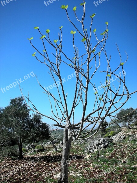 Tree Spring Blossom Buds Nature Green