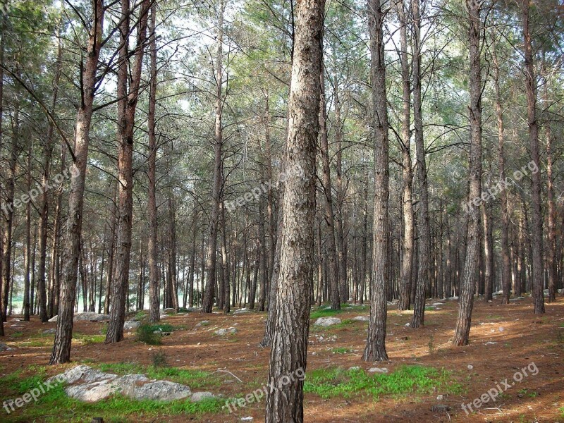 Forest Trees Pine Coniferous Tree Bark