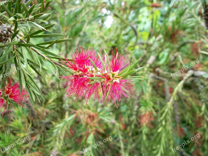 Bottlebrush Bush Pink Feathery Flower