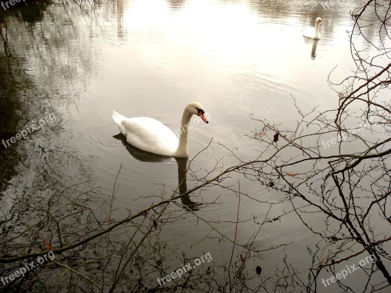 Swans Water Nature Free Photos