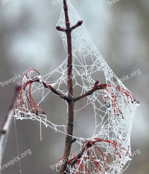 Cobweb Frost Cold Free Photos