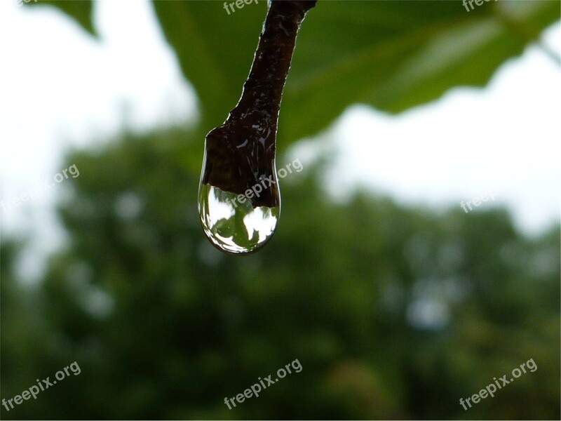 Macro Drops Dew Dew Drop Water