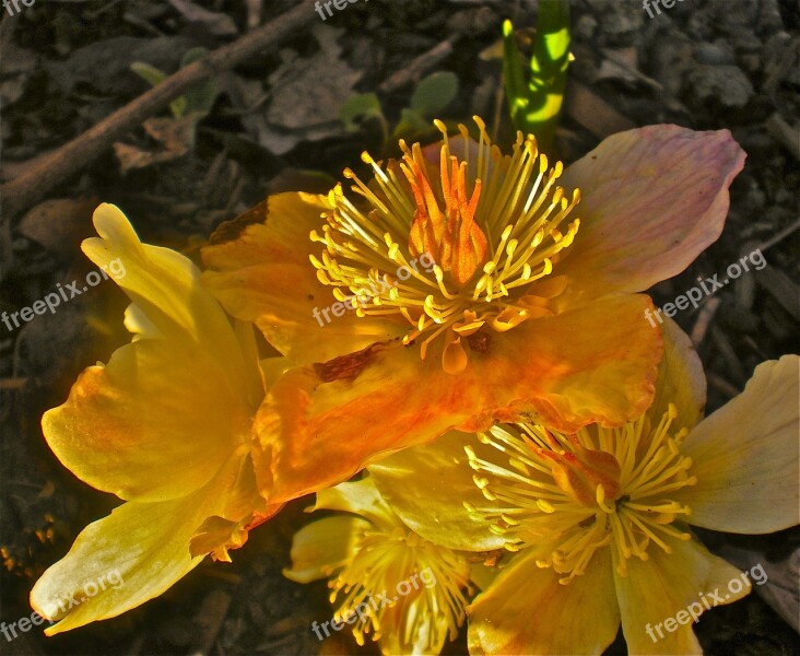 Buds Yellow Flowers Summer Free Photos