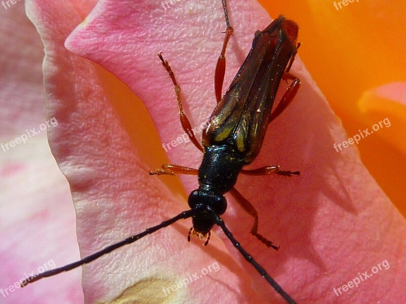 Bug Insect Flower Macro Free Photos