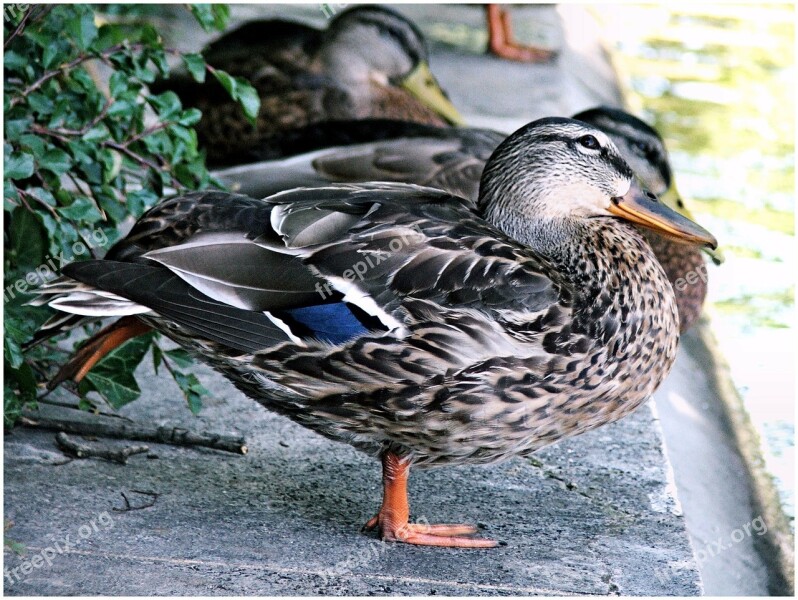 Duck Ducks Bird Animal Cute