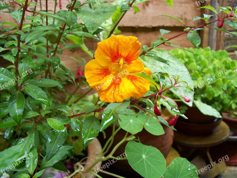 Nasturtium Orange Flower Green Leaves