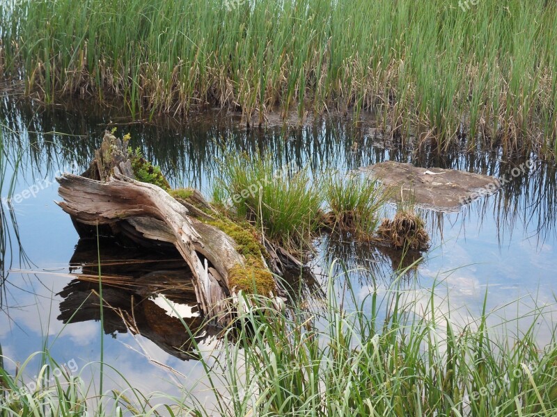 Alps Austria Water Wood Swampy Land