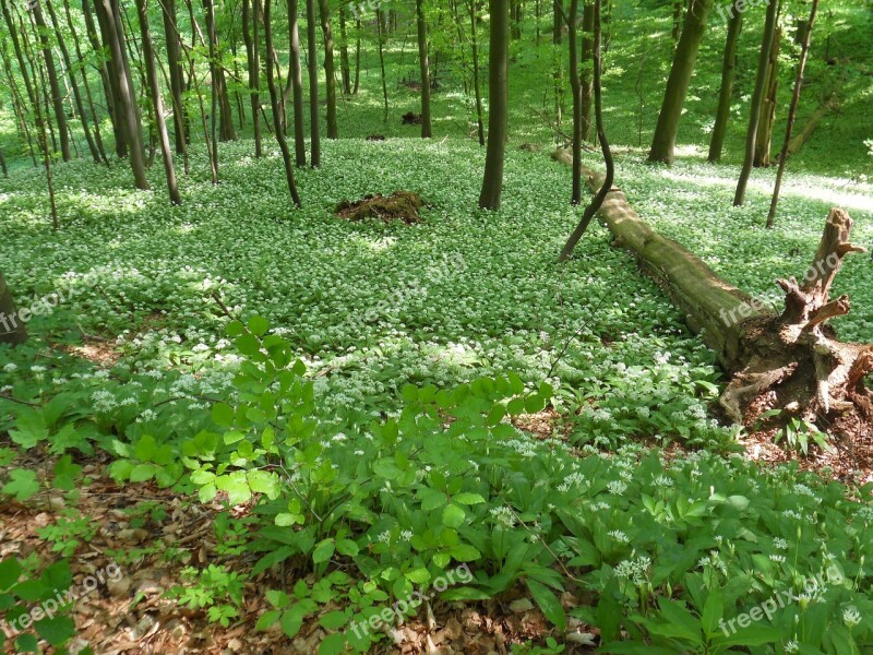 Spring Forest Wild Garlic Green Free Photos