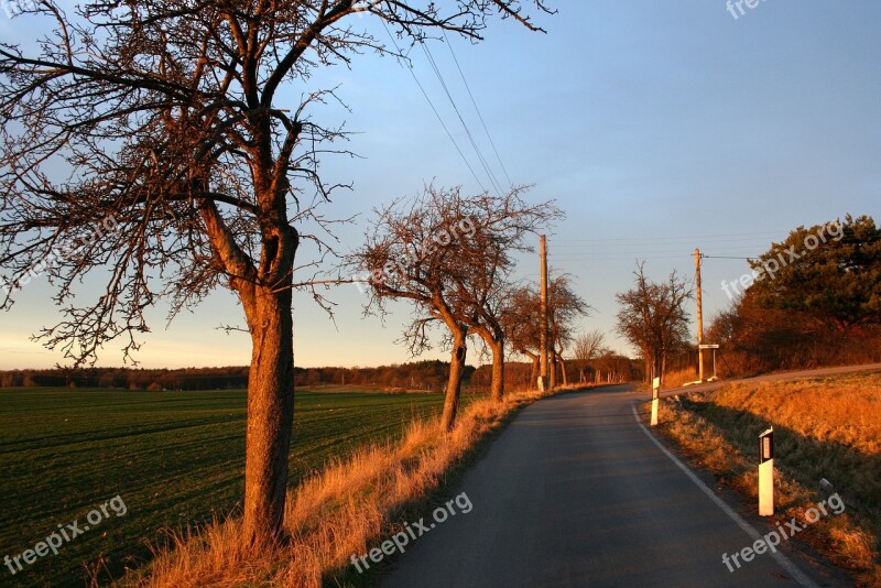 Road Tree Field Landscape Trees