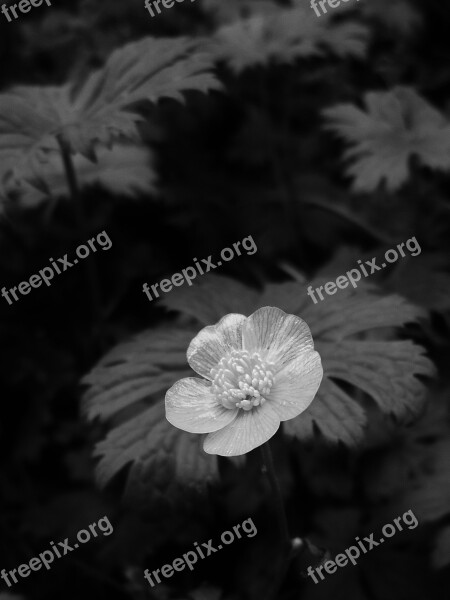 Flower Buttercup Black And White Free Photos