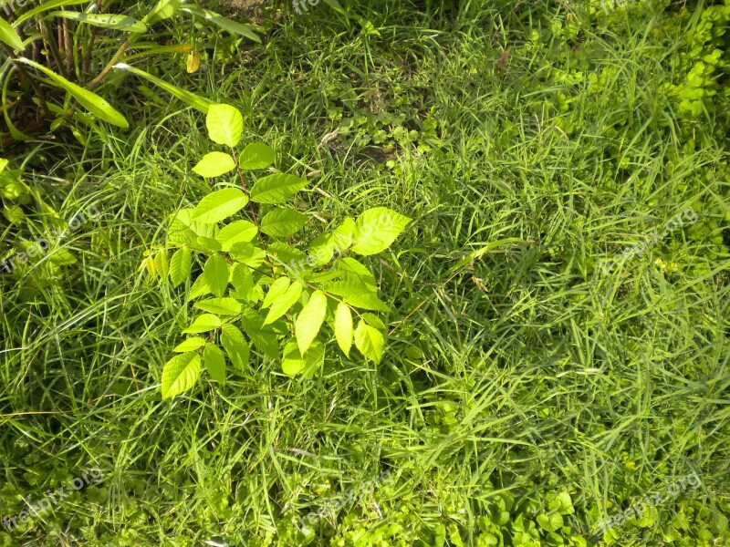 Beech Tree Sapling Weeds Garden Nature