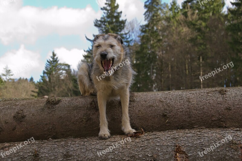 Dog Hybrid Snout Mammal Threatening