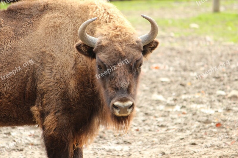 Buffalo Skull Horn Animal Brown