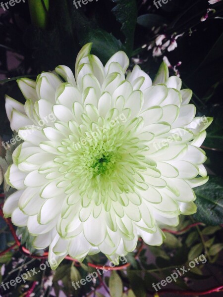 Flower White Nature Plant Party