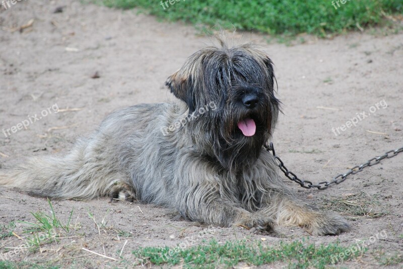 Dog And The Tramp Rest Summer Fur