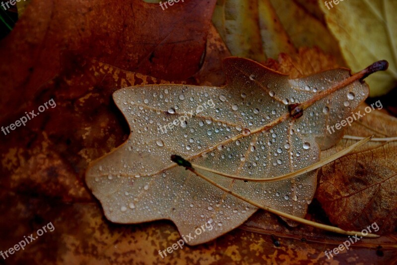 Leaf Foliage Forest Nature Tree