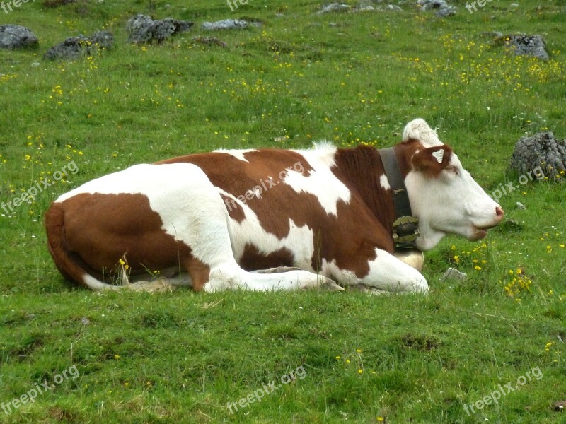 Resting Cow Animal Food Chain Mammal