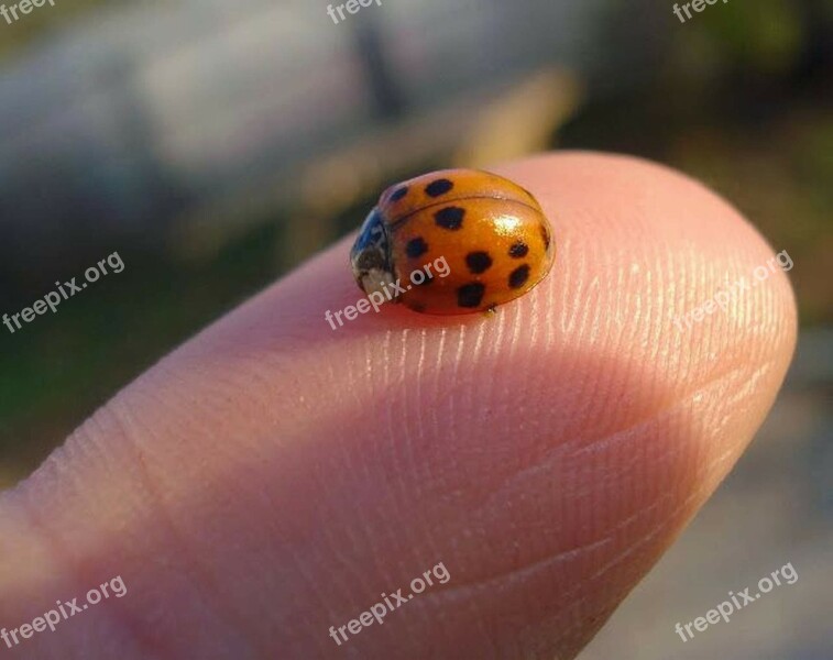 Ladybug Insect Dots Ladybird Summer