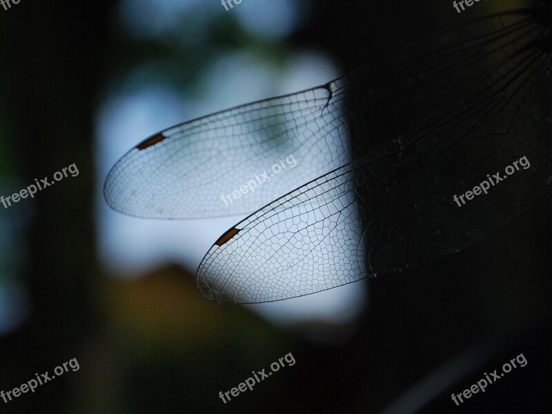 Ważka Wing Insect Nature Macro