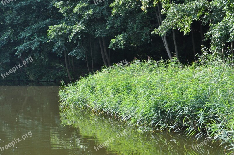 Reed Müritz Water Nature Bank