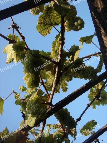 Cluster Grapevine Fruit Autumn Free Photos